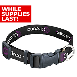 Dog Collar